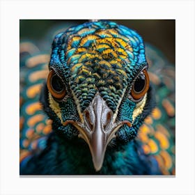 Peacock 16 Canvas Print