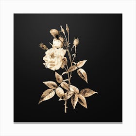 Gold Botanical Common Rose of India on Wrought Iron Black n.2947 Canvas Print