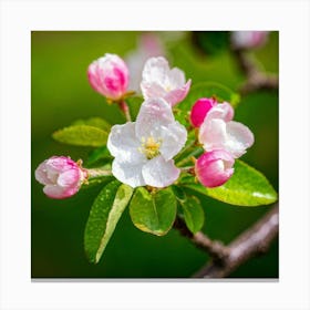 Blooming Pear Tree In Spring Close Shot Showcasing The Intricate Arrangement Of Small Blush Toned B (4) Canvas Print