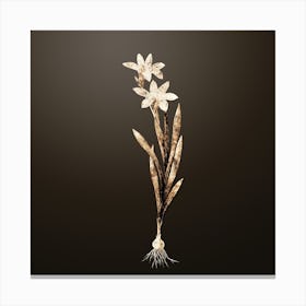 Gold Botanical Ixia Liliago on Chocolate Brown n.2904 Canvas Print