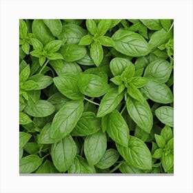 Green Basil Leaves Canvas Print