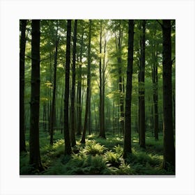 Ferns In The Forest 1 Canvas Print