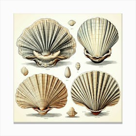 Vintage Seashells 1 Canvas Print