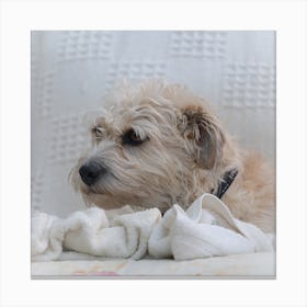 Dog Laying On A Blanket 3 Canvas Print