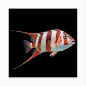 It's a vibrant fish with striking red and white stripes 3 Canvas Print