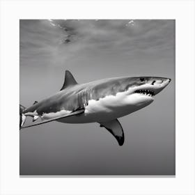 Great White Shark Canvas Print