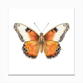 Butterfly 8 Canvas Print