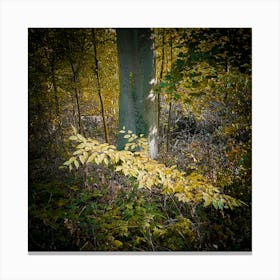 Autumn Leaves In The Woods Canvas Print