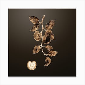 Gold Botanical Apricot on Chocolate Brown n.2170 Canvas Print