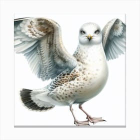 Gull 1 Canvas Print