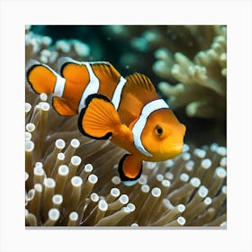 Clownfish In Anemone 4 Canvas Print