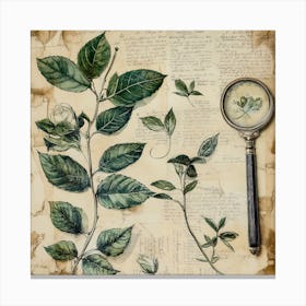 Vintage Herbarium Of Love 5 Canvas Print