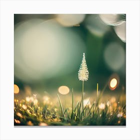 Bokeh Bokeh Canvas Print