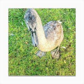 Sygnet In The Grass Canvas Print