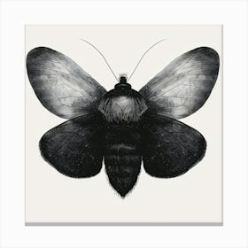 Moth Drawing 2 Canvas Print