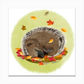 Hedgehog /Hérisson  Canvas Print