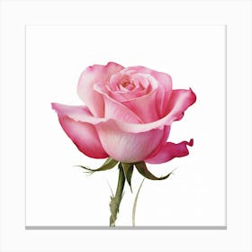 Pink Rose 4 Canvas Print