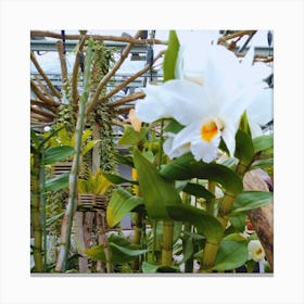 Orchids In A Greenhouse 1 Canvas Print