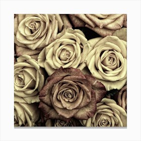 Brown Roses Canvas Print