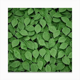 Green Leaves 2 Canvas Print