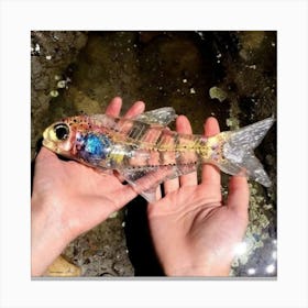 Plastic Fish Canvas Print