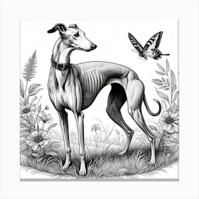 Line Art greyhound dog 3 Canvas Print