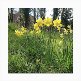 Daffodils 1 Canvas Print