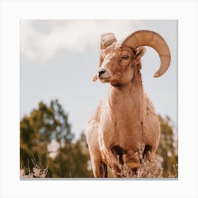 Desert Bighorn Sheep Square Canvas Print