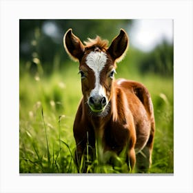 Grass Horse Green Brown Meadow Nature Young Baby Head Mammal Cow Calf Wild Donkey Pony (1) Canvas Print