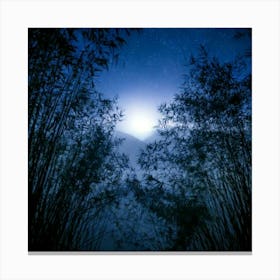 Firefly 8k, Top Quality, Live Action, Center, Dark, Night, Midnight, Starry Sky, Bamboo, Dense, Fog, (3) Canvas Print