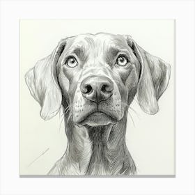 Weimaraner 1 Lienzo