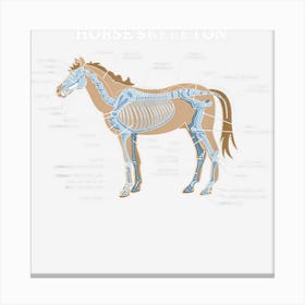 Anatomy Of A Horse Horse Skeletal Structure Canvas Print