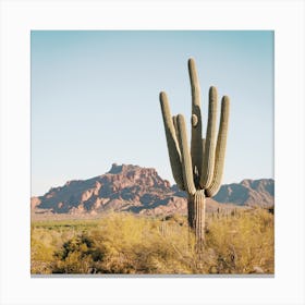 Warm Desert Cactus View Canvas Print