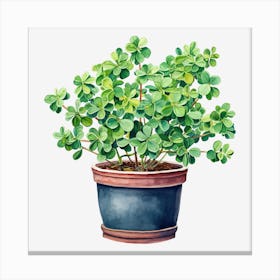 Shamrock Canvas Print