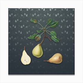 Vintage Pear Botanical on Slate Gray Pattern n.1432 Canvas Print