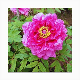 Peony in Japan 27 Canvas Print