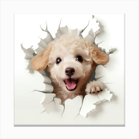 Poodle Peeking Through A Hole 1 Canvas Print