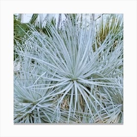 Cactus 14 Canvas Print