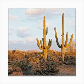 Two Saguaro Cactus Canvas Print