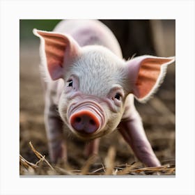 Pig In The Field Canvas Print