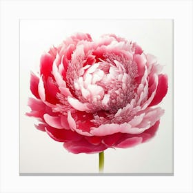 Peony Canvas Print