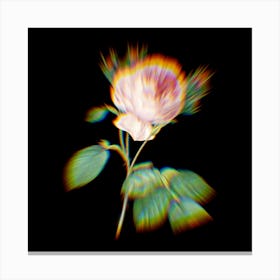 Prism Shift Centifolia Roses Rosa Centifolia Botanical Illustration on Black n.0361 Canvas Print