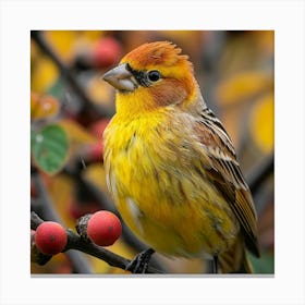 Yellow Finch 4 Canvas Print