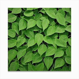 Green Leaves 4 Canvas Print