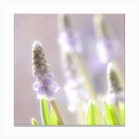 Hyacinths 1 Canvas Print