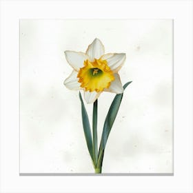 Daffodil 3 Canvas Print