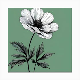 Anemone Canvas Print Canvas Print