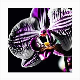 Orchid Flower, Brilliant Color Imagery, Lighting Canvas Print