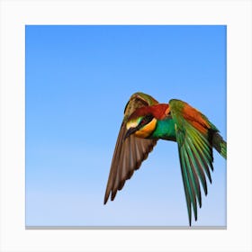 Bee Eater In Flight Canvas Print