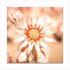 Shiny blossom Canvas Print